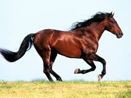 horse